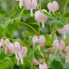 Cupid Bleeding Heart ~ Dicentra spectabilis 'Cupid' 19CM