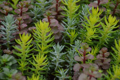 Flaming Carpet™ Catawba Stonecrop ~ Sedum 19CM