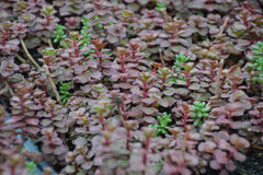 Flaming Carpet™ Merlot Stonecrop ~ Sedum 19CM
