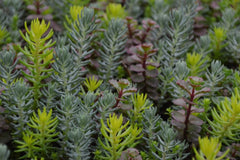 Flaming Carpet™ Sangria Stonecrop ~ Sedum 19CM