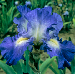 City Lights Reblooming Bearded Iris ~ Iris germanica 'City Lights' 19CM