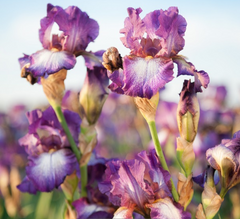 Wine Festival Reblooming Bearded Iris ~ Iris germanica 'Wine Festival' 19CM