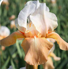Invitation Reblooming Bearded Iris ~ Iris germanica 'Invitation' 19CM