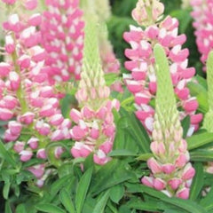 Staircase™ Rose & White Lupine ~ Lupinus polyphyllus PF600