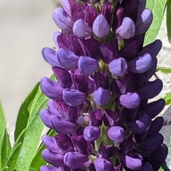 Staircase™ Blue Lupine ~ Lupinus polyphyllus PF600