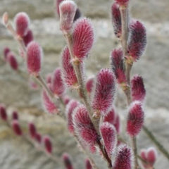 Mt. Aso Pussy Willow ~ Salix gracilistyla 'Mt. Aso' G3