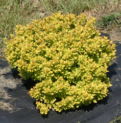 Sunjoy® Mini Saffron Barberry ~ Berberis thunbergii 'Sunjoy® Mini Saffron' G1