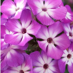 Flame® Pro Purple Garden Phlox ~ Phlox paniculata 'Flame Pro Purple' 19CM