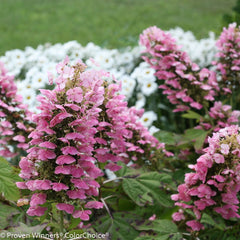 Gatsby Pink® Oakleaf Hydrangea ~ Hydrangea quercifolia 'JoAnn' G3