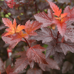 Ginger Wine® Ninebark ~ Physocarpus opulifolius 'SMNPOBLR' G3