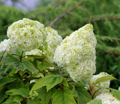 Gatsby Moon® Oakleaf Hydrangea ~ Hydrangea quercifolia 'Brother Edward' G3