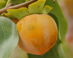 Eastern Persimmon ~ Diospyros virginiana G3