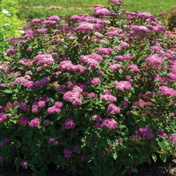 Empire® Ice Dragon™ Spiraea ~ Spiraea japonica 'Iceconspir' G2