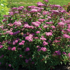 Empire® Ice Dragon™ Spiraea ~ Spiraea japonica 'Iceconspir' G2