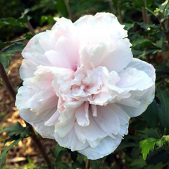 French Cabaret™ Blush Rose of Sharon ~ Hibiscus syriacus 'Mindoub1' G3