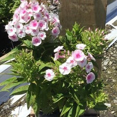 Flame® Pro Babydoll Garden Phlox ~ Phlox paniculata 'Flame Pro Babydoll' 19CM
