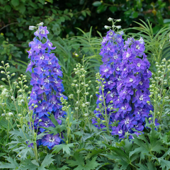 Delgenius™ Glitzy Larkspur ~ Delphinium x 'Glitzy' G1