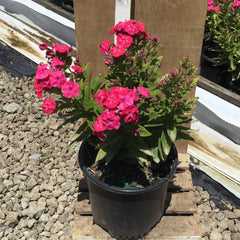 Flame® Pro Cerise Garden Phlox ~ Phlox paniculata 'Flame Pro Cerise' 19CM