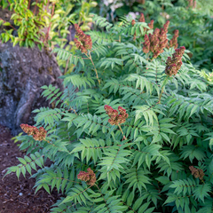Cherry On Top® False Spirea ~ Sorbaria sorbifolia ‘Bococot’ G2