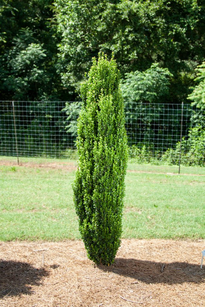 Straight & Narrow® Japanese Holly ~ Ilex crenata 'PIIIC-I' G3