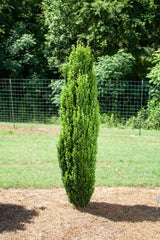 Straight & Narrow® Japanese Holly ~ Ilex crenata 'PIIIC-I' G3