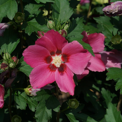 Paraplu Rouge® Rose of Sharon ~ Hibiscus syriacus 'Paraplu Rouge' G3