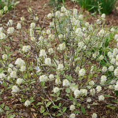 Legend of the Small® Bottlebrush ~ Fothergilla x intermedia 'NCFI1' G3