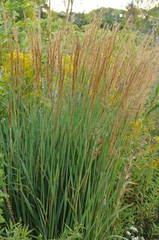 Indian Grass ~ Sorghastrum nutans G1
