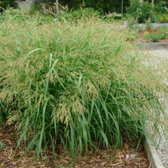 Cape Breeze Switch Grass ~ Panicum virgatum Cape Breeze G2