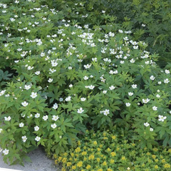 Meadow Windflower ~ Anemone canadensis G1