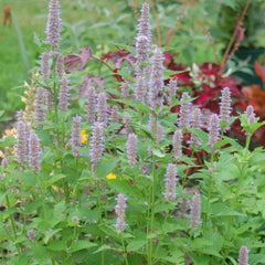 Anise Hyssop ~ Agastache foeniculum G1