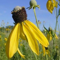 Yellow Coneflower ~ Ratibida pinnata G1