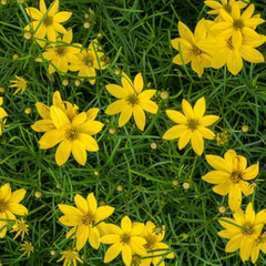 Threadleaf Coreopsis ~ Coreopsis verticillata G1