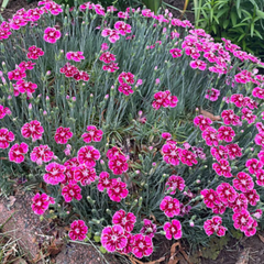 Everbloom™ Plum Glory Pinks ~ Dianthus x 'G18146' 19CM