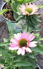 Sunseekers® Salmon Coneflower ~ Echinacea x 'Lfecssal' 17CM