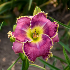 Raspberry Eclipse Daylily ~ Hemerocallis hybrid 19CM