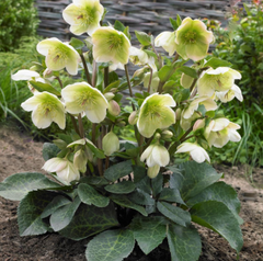 Frostkiss® Molly's White Lenten Rose ~ Helleborus x iburgensis 'Molly's White' 19CM