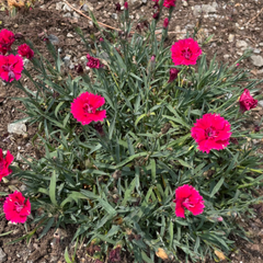 Everbloom™ Red Delicious Pinks ~ Dianthus x 'Red Delicious' 19CM
