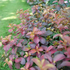Midnight Sun® Weigela ~ Weigela florida 'Verweig9' G3