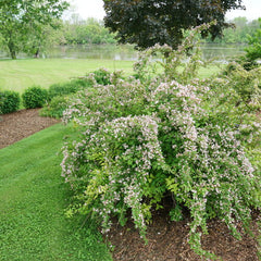 Jolene Jolene® Beautybush ~ Kolkwitzia amabilis 'SMNKADTF G3