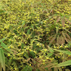 Spine Tingler Barrenwort ~ Epimedium spp. nova 'Spine Tingler' 19CM
