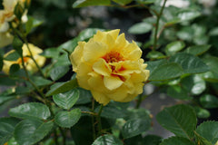 Rise Up® Ringo® Rose ~ Rosa x 'ChewGateway' G3