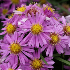 Wood's Pink Aster ~ Symphyotrichum novi-belgii 'Wood's Pink' G1