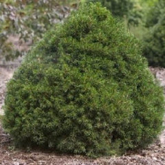Tompa Norway Spruce ~ Picea abies 'Tompa' G3