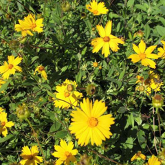 Sunshine Superman Tickseed ~ Coreopsis pubescens 'Sunshine Superman' G1