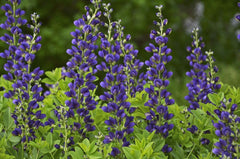Decadence® Sparkling Sapphires False Indigo ~ Baptisia 'Sparkling Sapphires' 19CM