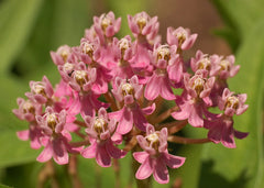 Swamp Milkweed ~ Asclepias incarnata G1