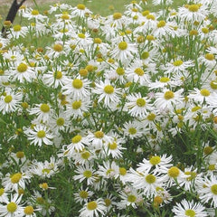 Snowbank False Aster ~ Boltonia asteroides ‘Snowbank’ G1