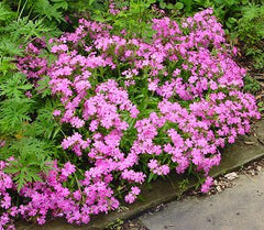 Short and Sweet Catchfly ~ Silene caoliniana G1