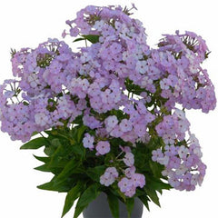 Opening Act Blush Phlox ~ Phlox x G1